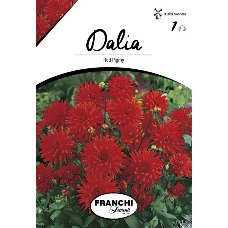 Bulbi dalia pitica Red Pigmy, 1 bulb
