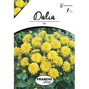 Bulbi dalia pitica Sisa, 1 bulb