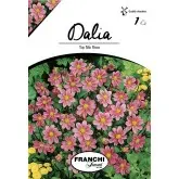 Bulbi dalia pitica Top Mix Pink, 1 bulb