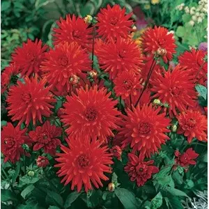 Bulbi dalia pitica Red Pigmy, 1 bulb