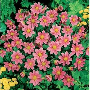 Bulbi dalia pitica Top Mix Pink, 1 bulb