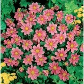 Bulbi dalia pitica Top Mix Pink, 1 bulb