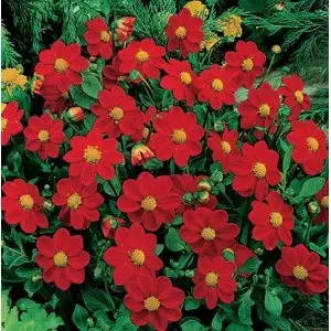 Bulbi dalia pitica Top Mix Red, 1 bulb