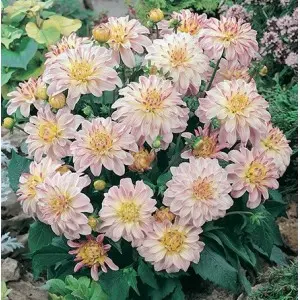 Bulbi dalia pitica Wittern, 1 bulb