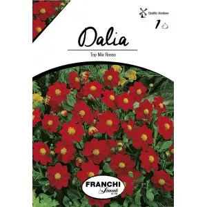 Bulbi dalia pitica Top Mix Red, 1 bulb