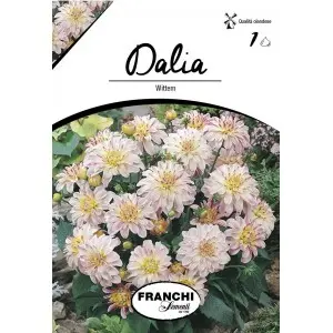 Bulbi dalia pitica Wittern, 1 bulb