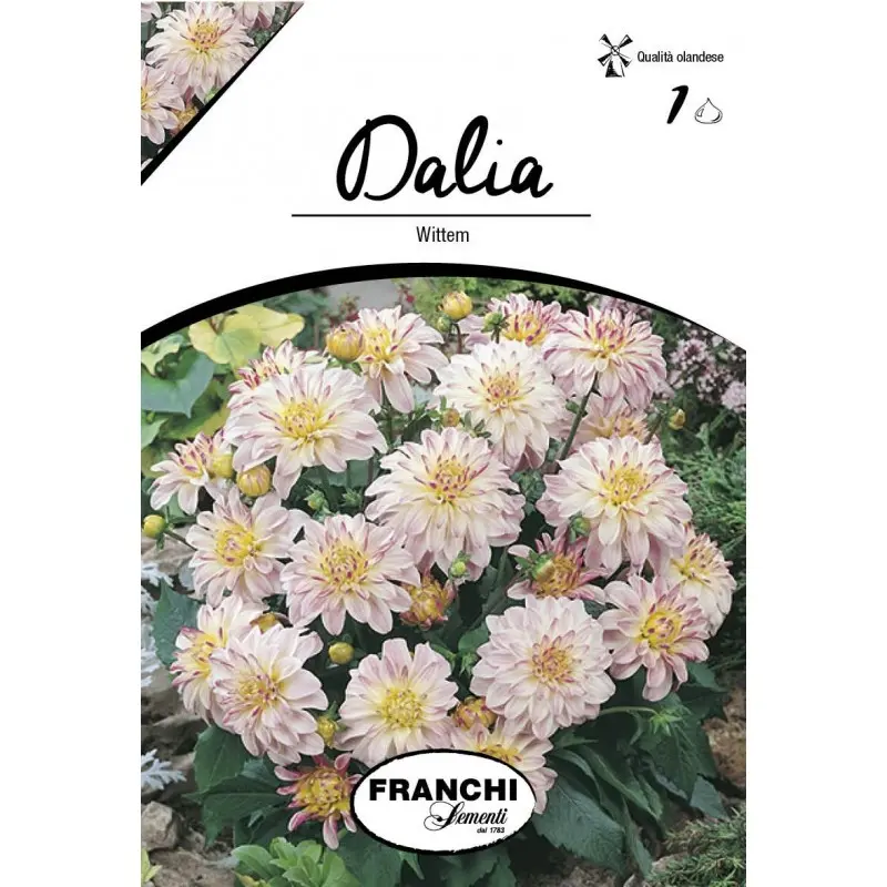 Bulbi dalia pitica Wittern, 1 bulb
