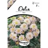 Bulbi dalia pitica Wittern, 1 bulb