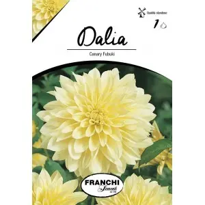 Bulbi dalia pompon Canary Fubuki, 1 bulb