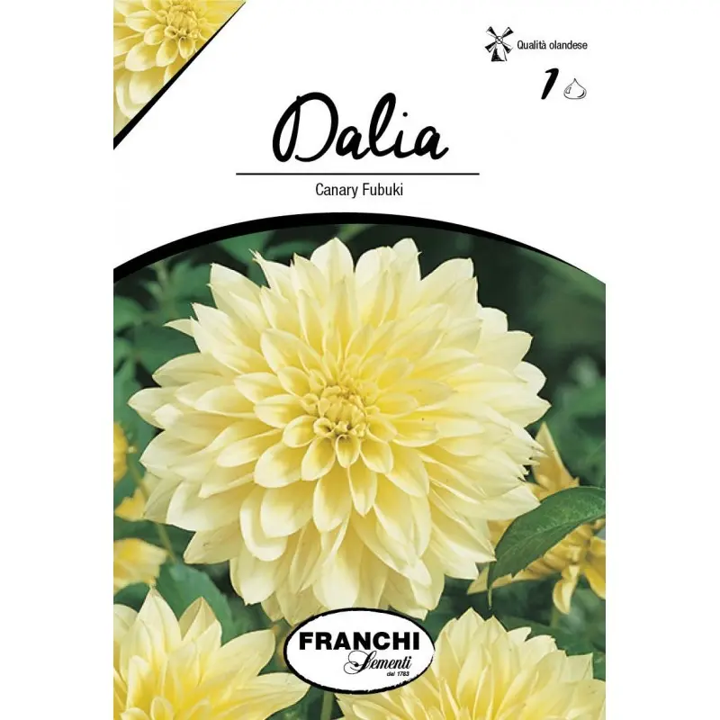 Bulbi dalia pompon Canary Fubuki, 1 bulb