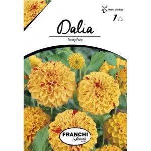 Bulbi dalia pompon Funny Face, 1 bulb