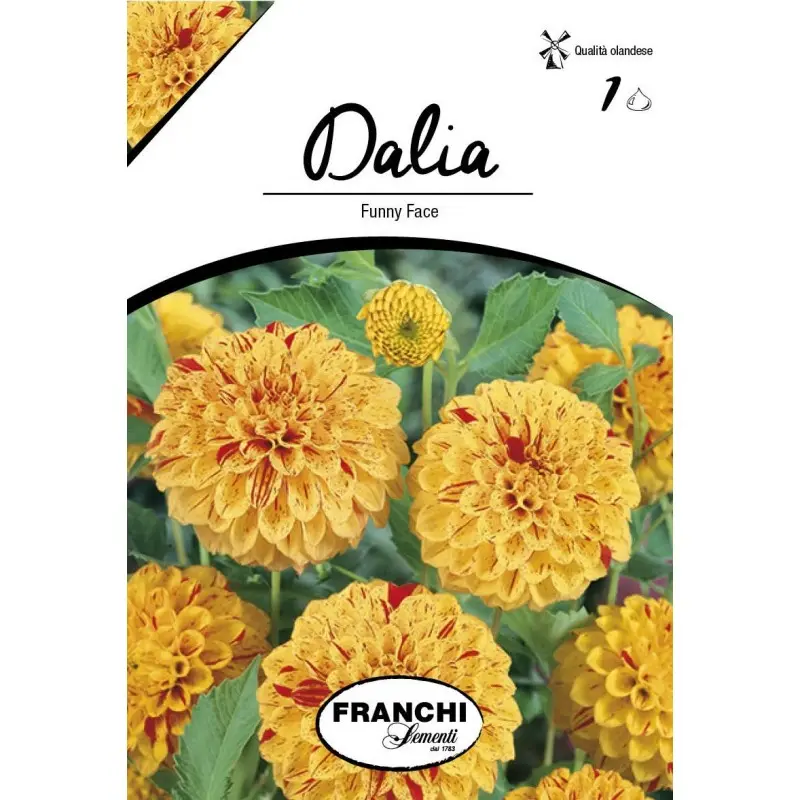 Bulbi dalia pompon Funny Face, 1 bulb
