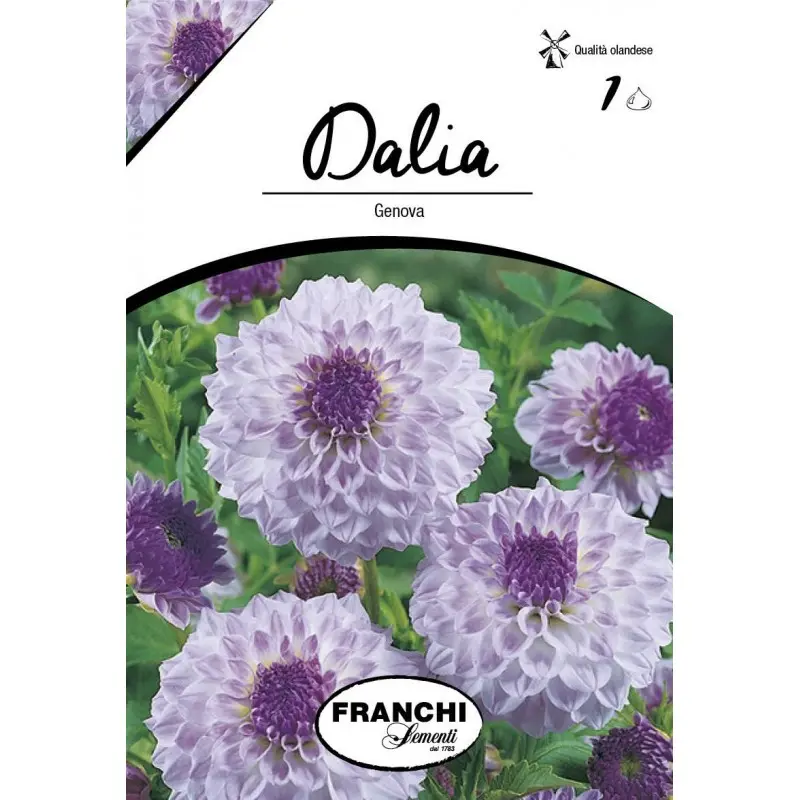 Bulbi dalia pompon Genova, 1 bulb