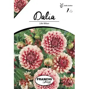 Bulbi dalia pompon Little William, 1 bulb