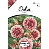 Bulbi dalia pompon Little William, 1 bulb