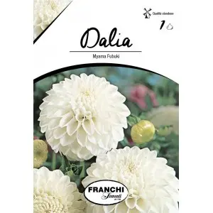 Bulbi dalia pompon Myama Fubuki, 1 bulb