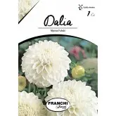 Bulbi dalia pompon Myama Fubuki, 1 bulb