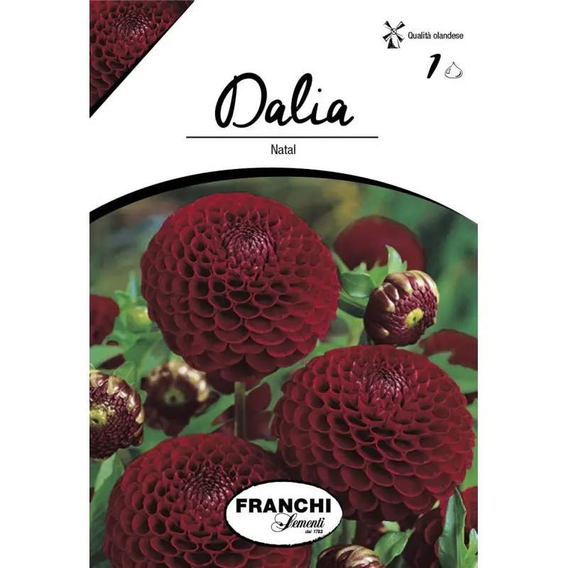 Bulbi dalia pompon Natal, 1 bulb