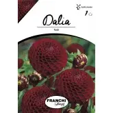 Bulbi dalia pompon Natal, 1 bulb