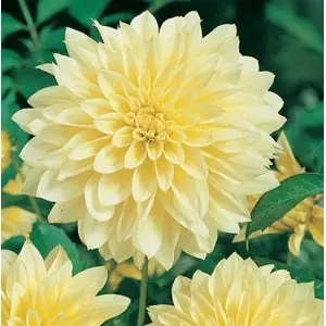 Bulbi dalia pompon Canary Fubuki, 1 bulb