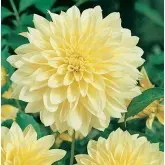 Bulbi dalia pompon Canary Fubuki, 1 bulb