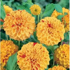 Bulbi dalia pompon Funny Face, 1 bulb