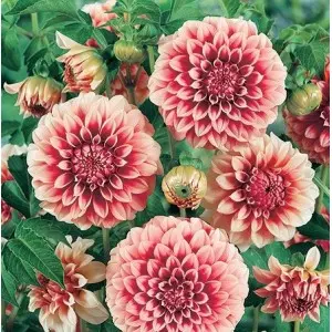 Bulbi dalia pompon Little William, 1 bulb
