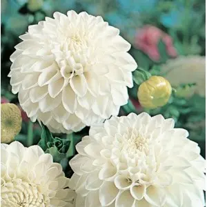 Bulbi dalia pompon Myama Fubuki, 1 bulb