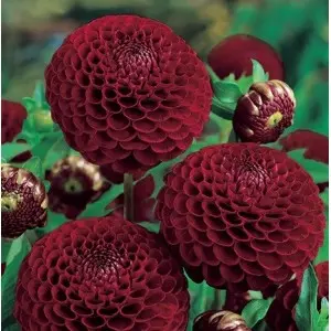 Bulbi dalia pompon Natal, 1 bulb