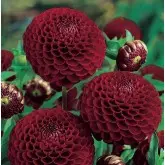Bulbi dalia pompon Natal, 1 bulb