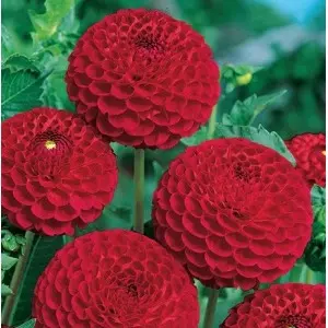 Bulbi dalia pompon Nescio, 1 bulb