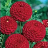 Bulbi dalia pompon Nescio, 1 bulb