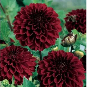 Bulbi dalia pompon Red Fubuki, 1 bulb