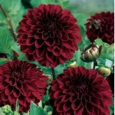 Bulbi dalia pompon Red Fubuki, 1 bulb