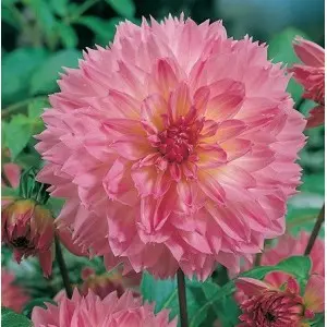 Bulbi dalia pompon Sakura Fubuki, 1 bulb