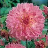 Bulbi dalia pompon Sakura Fubuki, 1 bulb