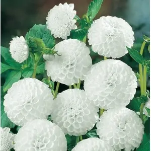 Bulbi dalia pompon Snowflake, 1 bulb