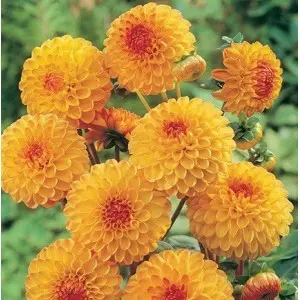 Bulbi dalia pompon Souvenir D'Ete, 1 bulb