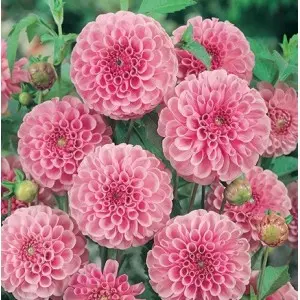 Bulbi dalia pompon Stolze Von Berlin, 1 bulb