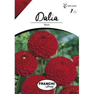 Bulbi dalia pompon Nescio, 1 bulb