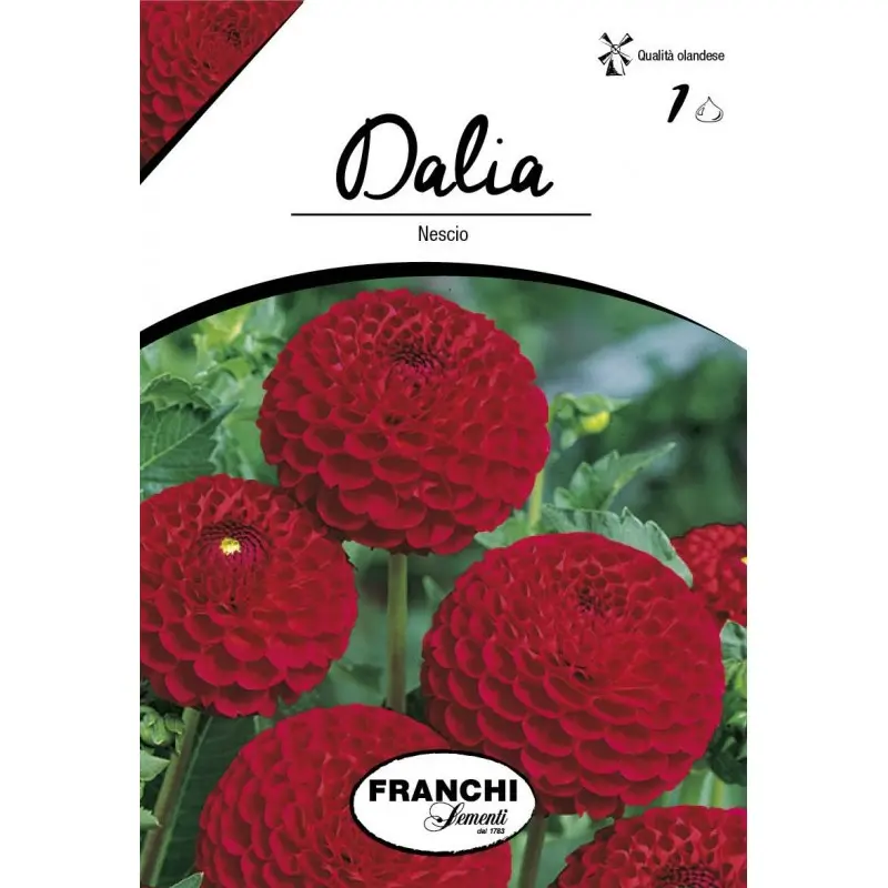 Bulbi dalia pompon Nescio, 1 bulb