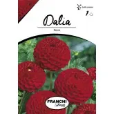 Bulbi dalia pompon Nescio, 1 bulb