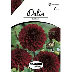 Bulbi dalia pompon Red Fubuki, 1 bulb