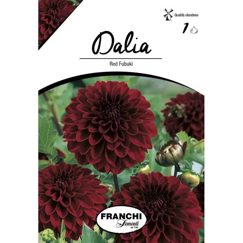 Bulbi dalia pompon Red Fubuki, 1 bulb