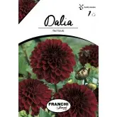 Bulbi dalia pompon Red Fubuki, 1 bulb