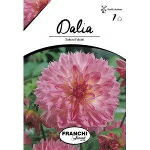 Bulbi dalia pompon Sakura Fubuki, 1 bulb