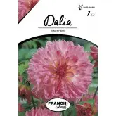 Bulbi dalia pompon Sakura Fubuki, 1 bulb