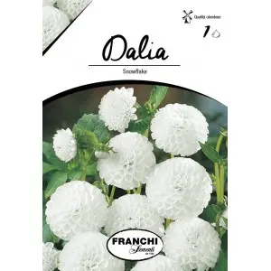 Bulbi dalia pompon Snowflake, 1 bulb
