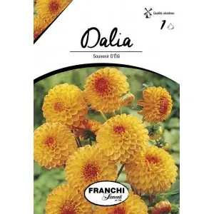 Bulbi dalia pompon Souvenir D'Ete, 1 bulb