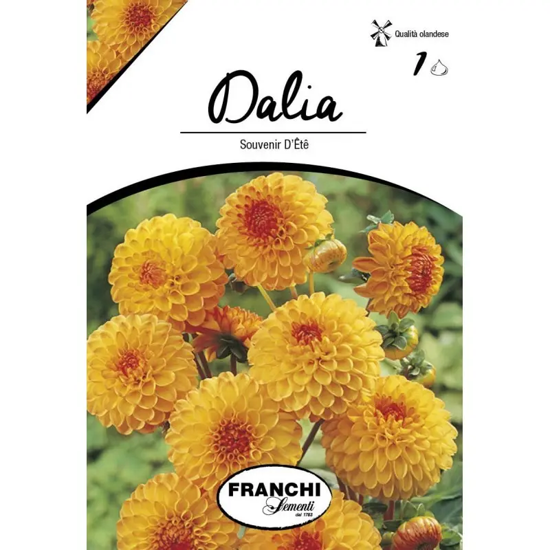 Bulbi dalia pompon Souvenir D'Ete, 1 bulb
